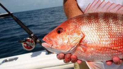 Snapper Study Shows Many More Than Expected