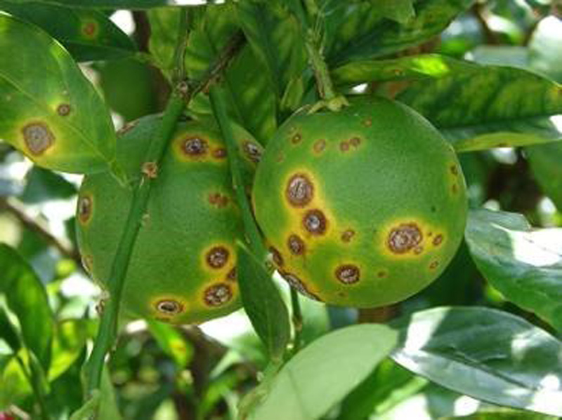 Citrus Canker Detected In Baldwin County