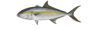 Greater Amberjack Study Team Chosen