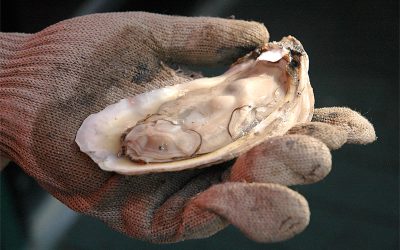 Successful Oyster Harvest Ending