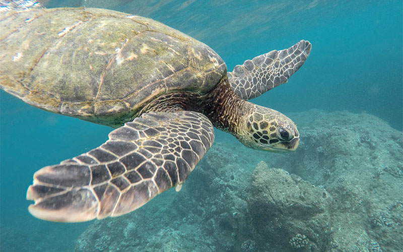 Sea Turtle, Dolphin Requests For Proposals Open