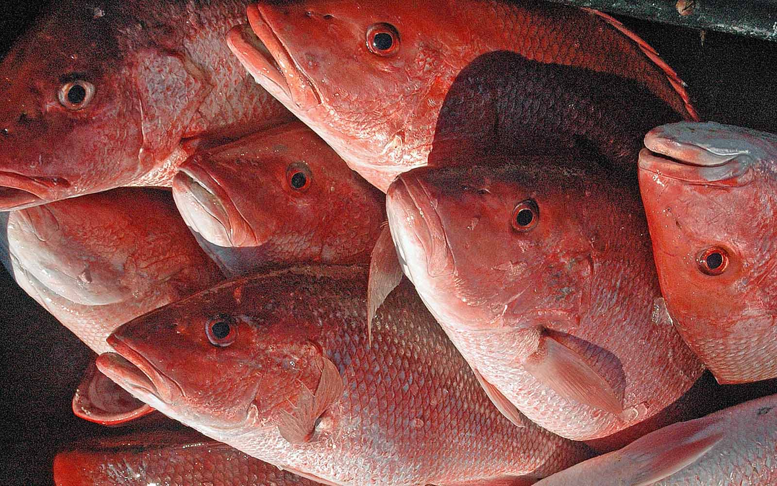 ADCNR Reports Good Snapper Season