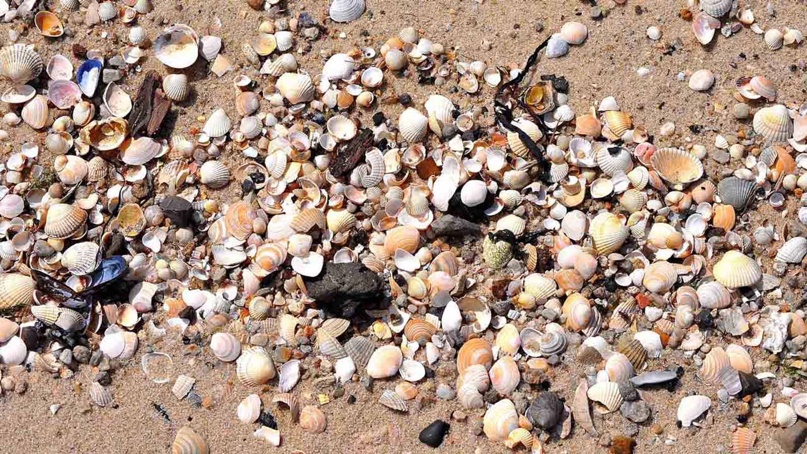 DISL To Host Beach Plastic Exploration And Movie
