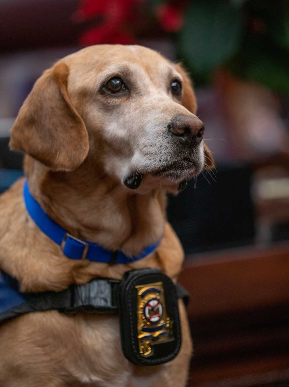 Alabama AGC Official Safety Dog Sworn In As ALEA Trooper K-9