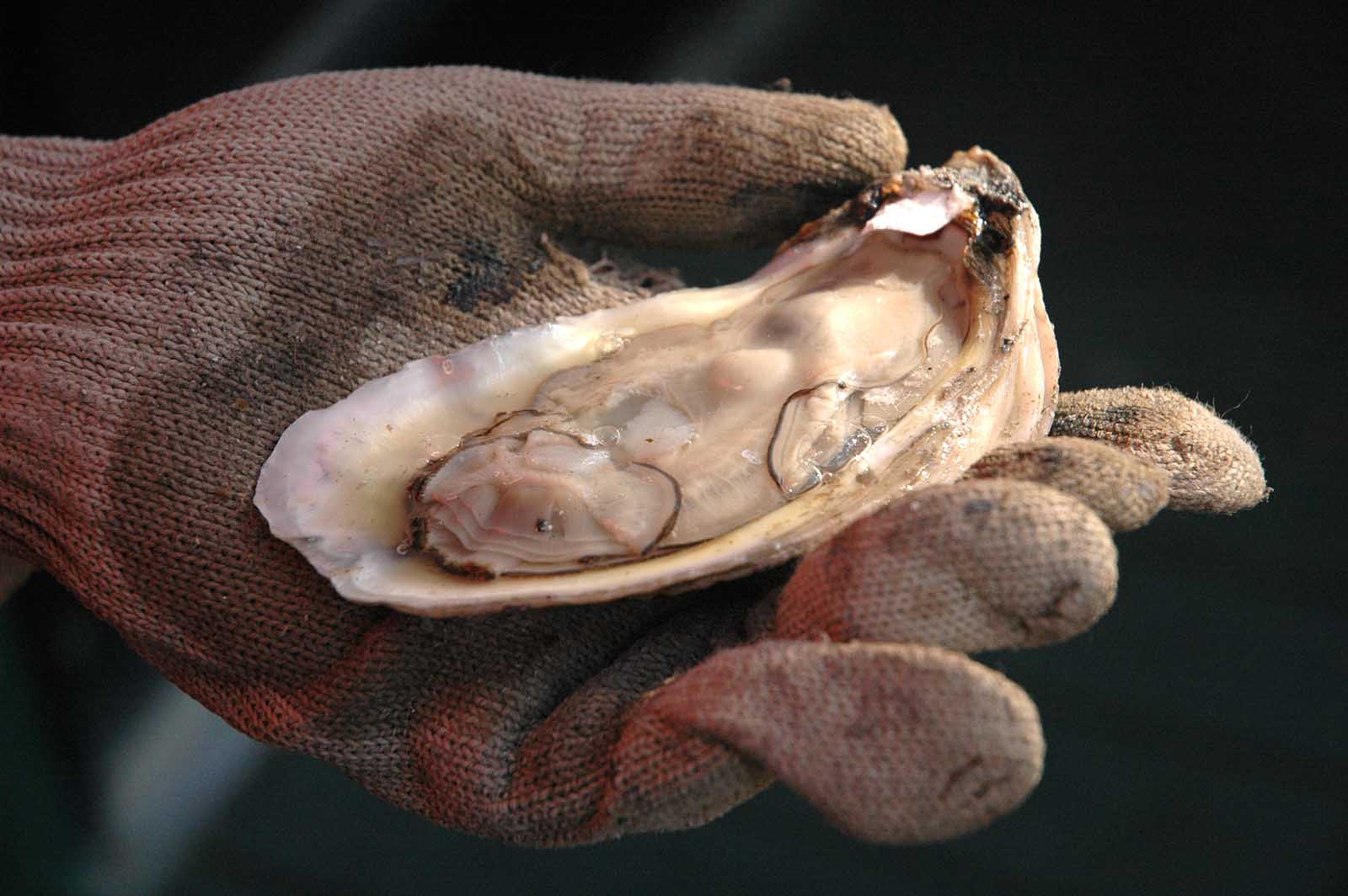 Successful Oyster Season Closes