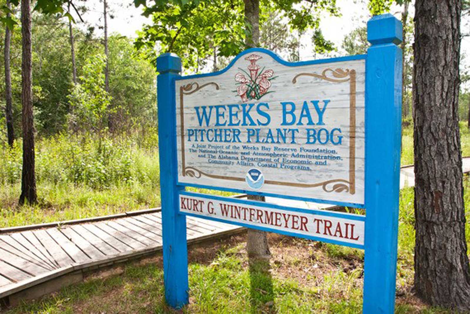 Weeks Bay Pitcher Plant Bog Boardwalk