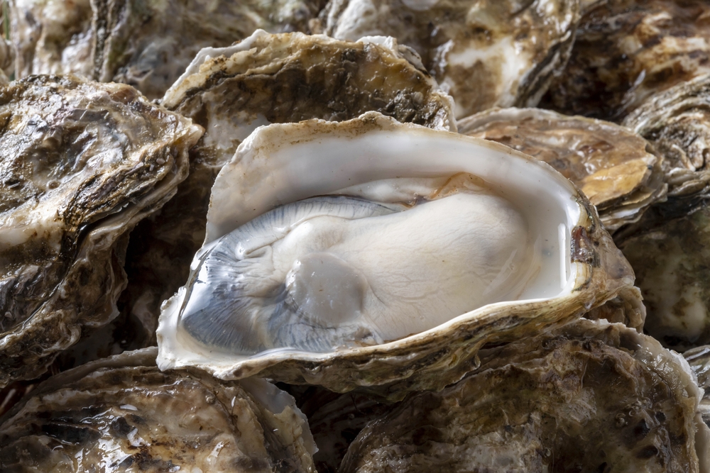 A,Collection,Of,Fresh,And,Delicious,Oysters