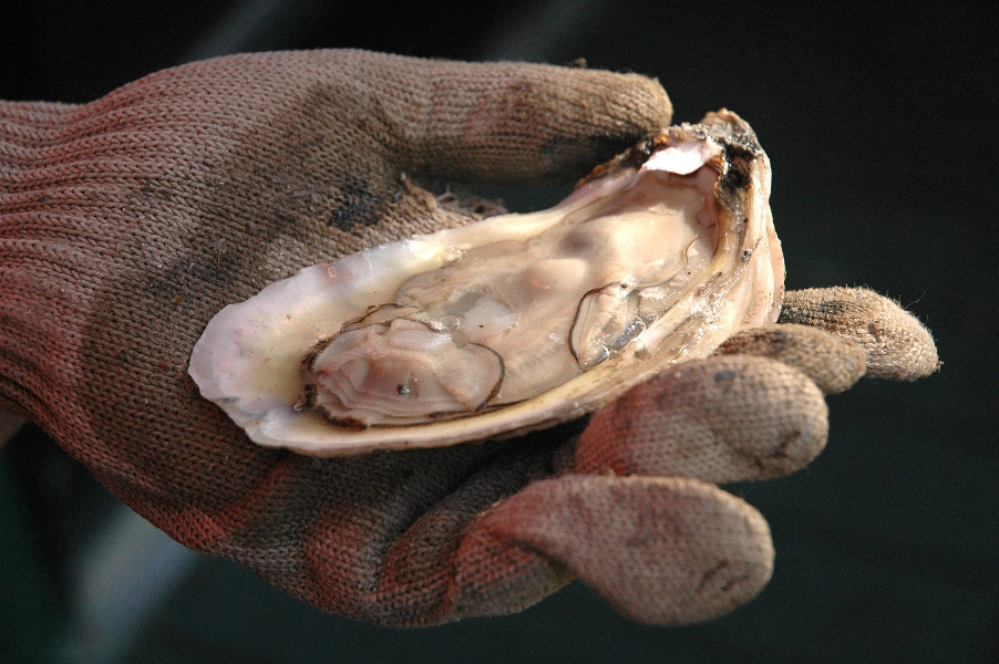 OYSTER HARVESTING OPENS OCTOBER 7