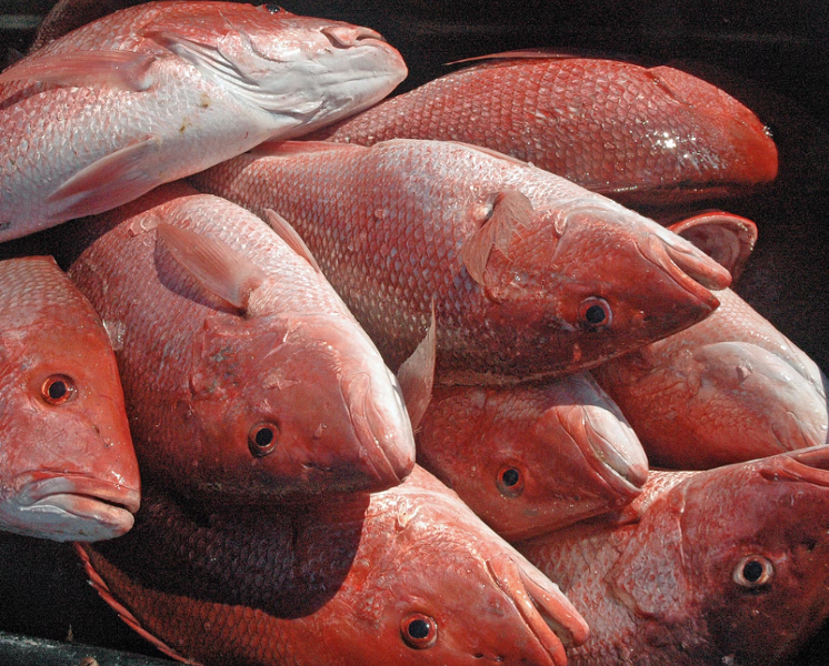 RED SNAPPER SEASON CLOSES DECEMBER 31