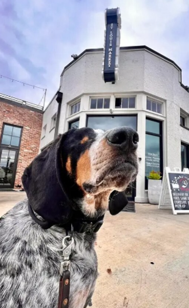 Yes, Greer’s St. Louis Market is dog-friendly. Seen
here is Oscar the blind dog contemplating what sort of treat will come out the door; image courtesy of Greer’s St. Louis Market.