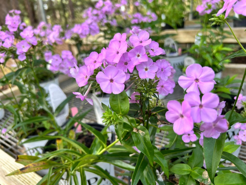 MOBILE BOTANICAL GARDENS HIRES NEW EXECUTIVE DIRECTOR