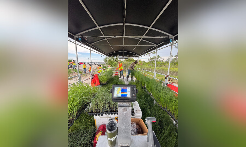 native planting effort for Walker Island coming up