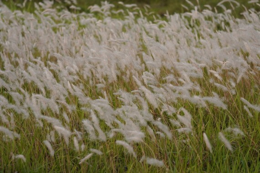 INVASIVE PLANT WORKSHOP COMING TO FAIRHOPE