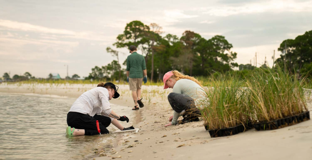 USA TEAMS RESEARCH, PLANT MARSH GRASS ON DAUPHIN ISLAND
