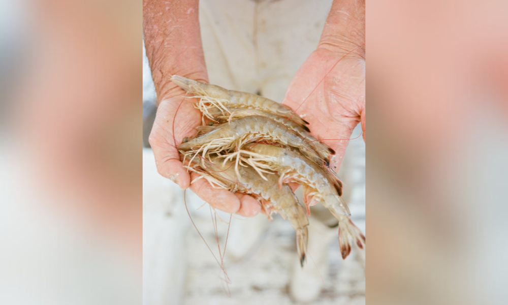 ADCNR MRD plans shrimp fishery management listing session