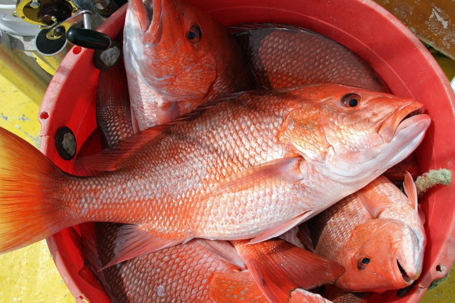 ALABAMA RED SNAPPER SEASON TO CLOSE DECEMBER 31