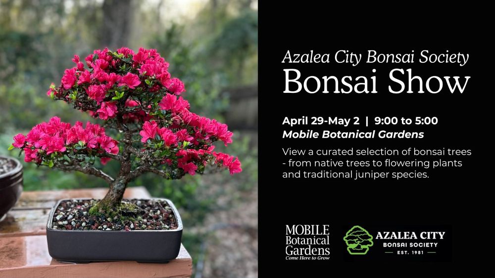 BONSAI SHOWCASE TO START APRIL 29