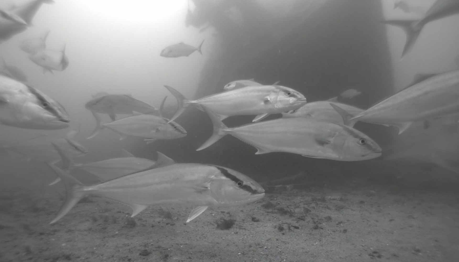 Greater Amberjack Count Concludes