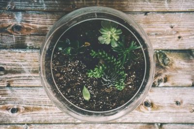 SALT’S Sip & Sprout Coming Up
