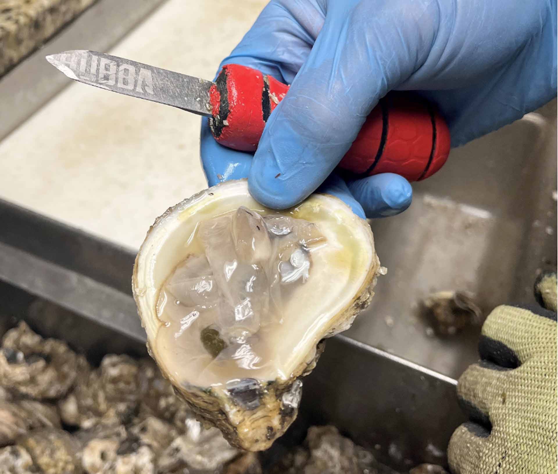 ADCNR Awarded $7.1 Million To Improve Oyster Resilience