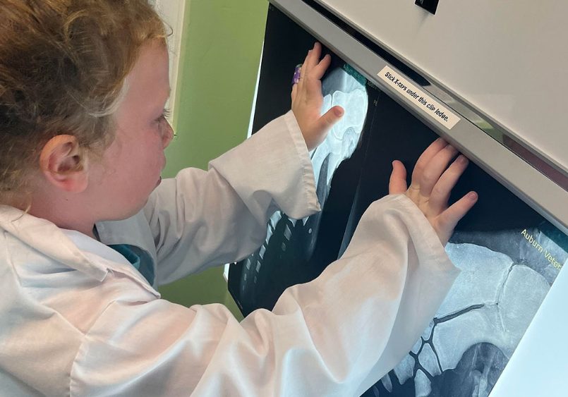 2025 AMONG BEST YEARS FOR DISL ATTENDANCE