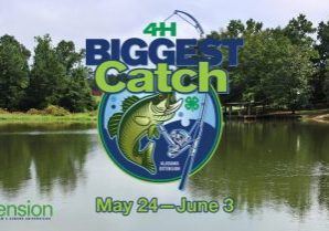 4-H BIGGEST CATCH CONTESTS OPENS TODAY