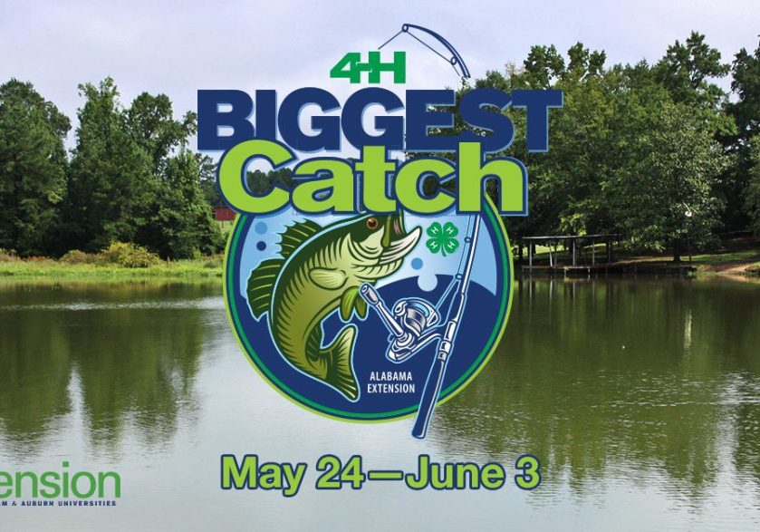 4-H BIGGEST CATCH CONTESTS OPENS TODAY