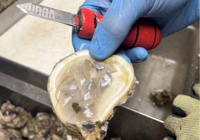 ADCNR Awarded $7.1 Million To Improve Oyster Resilience