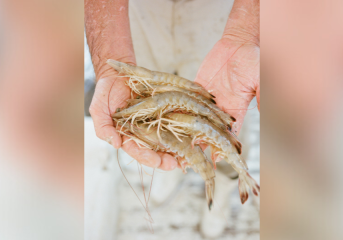 ADCNR MRD plans shrimp fishery management listing session ADCNR MRD plans shrimp fishery management listing session