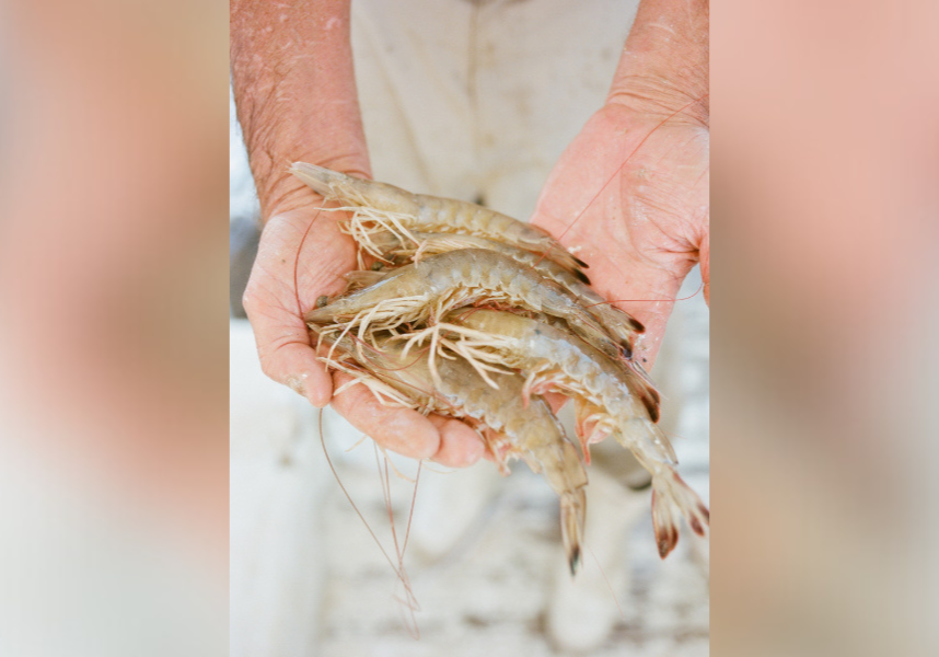 ADCNR MRD plans shrimp fishery management listing session