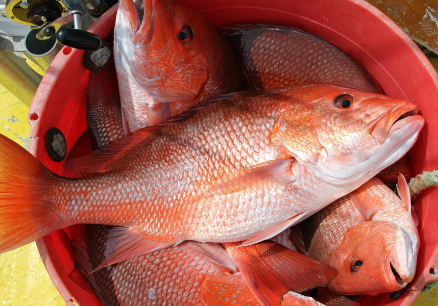ALABAMA RED SNAPPER SEASON TO CLOSE DECEMBER 31