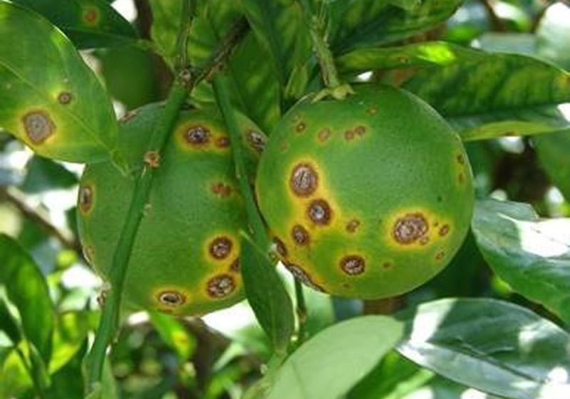 Citrus Canker Detected In Baldwin County