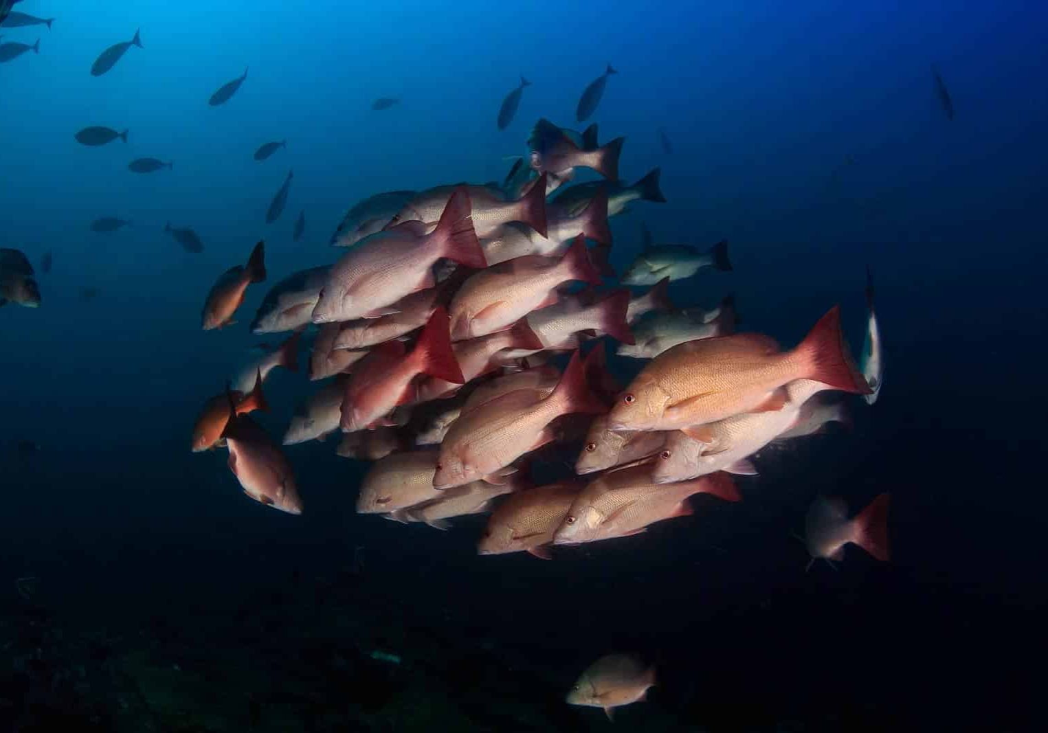 Details Announced For Red Snapper Season