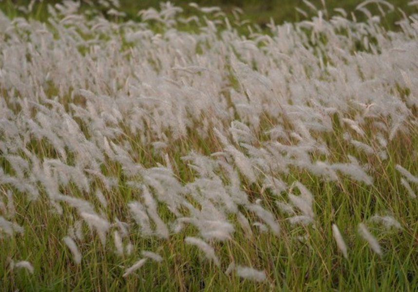 INVASIVE PLANT WORKSHOP COMING TO FAIRHOPE
