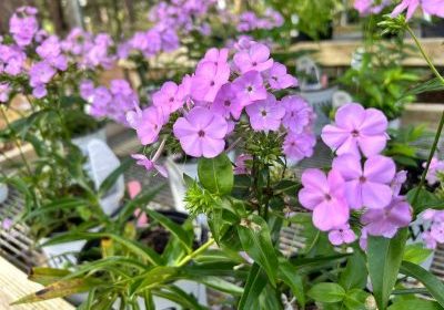 MOBILE BOTANICAL GARDENS HIRES NEW EXECUTIVE DIRECTOR
