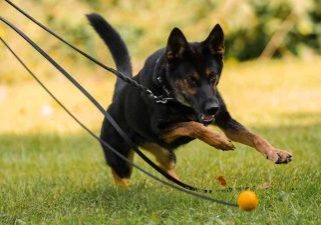 Mobile Infirmary Welcomes Canine De-Escalation Teams