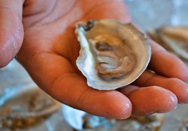 OYSTER BALL SET FOR OCTOBER 25_