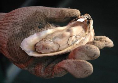 OYSTER HARVESTING OPENS OCTOBER 7