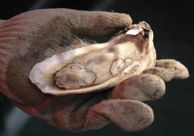 OYSTER SEASON CLOSES DECEMBER 31