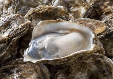 A,Collection,Of,Fresh,And,Delicious,Oysters