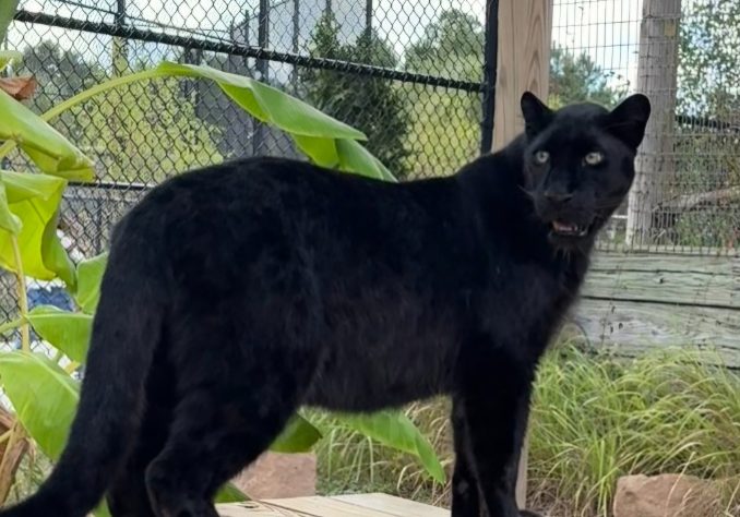 RARE LEOPARD ARRIVES AT GULF COAST ZOO