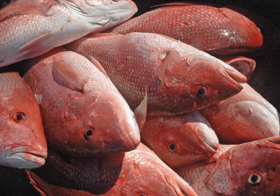 RED SNAPPER SEASON CLOSES DECEMBER 31