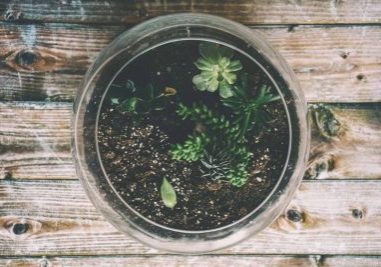 SALT’S Sip & Sprout Coming Up