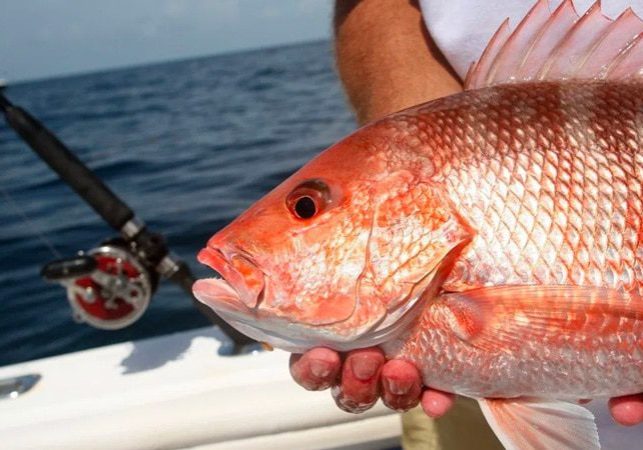 Snapper Study Shows Many More Than Expected