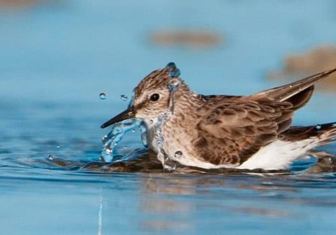 State Buys Dauphin Island West End For Conservation