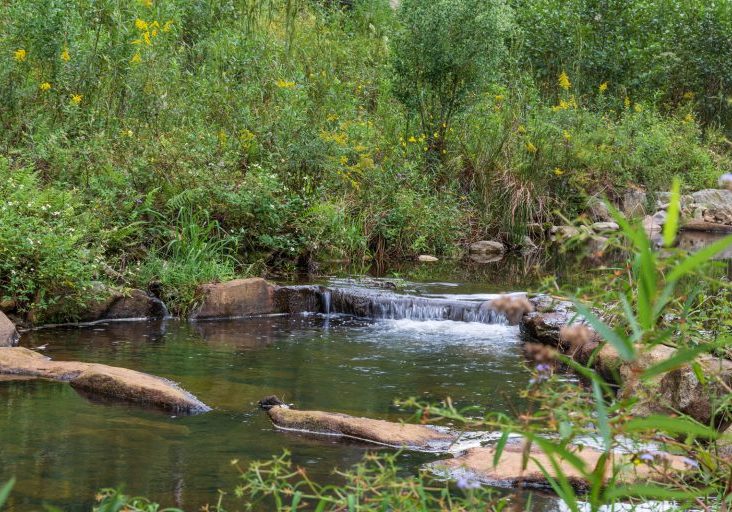 A restored streambed with a small waterfall surrounded by lush green vegetation in the D'Olive Watershed.
