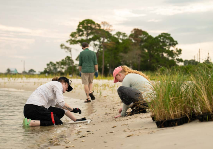 USA TEAMS RESEARCH, PLANT MARSH GRASS ON DAUPHIN ISLAND