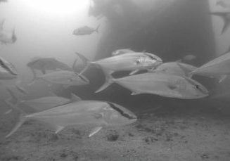 Greater Amberjack Count Concludes