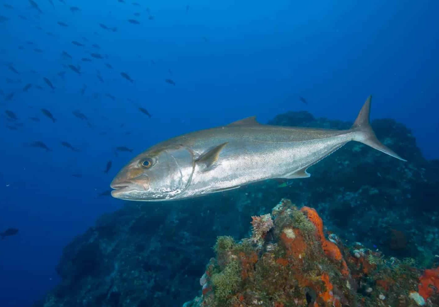 Greater Amberjack Study Underway