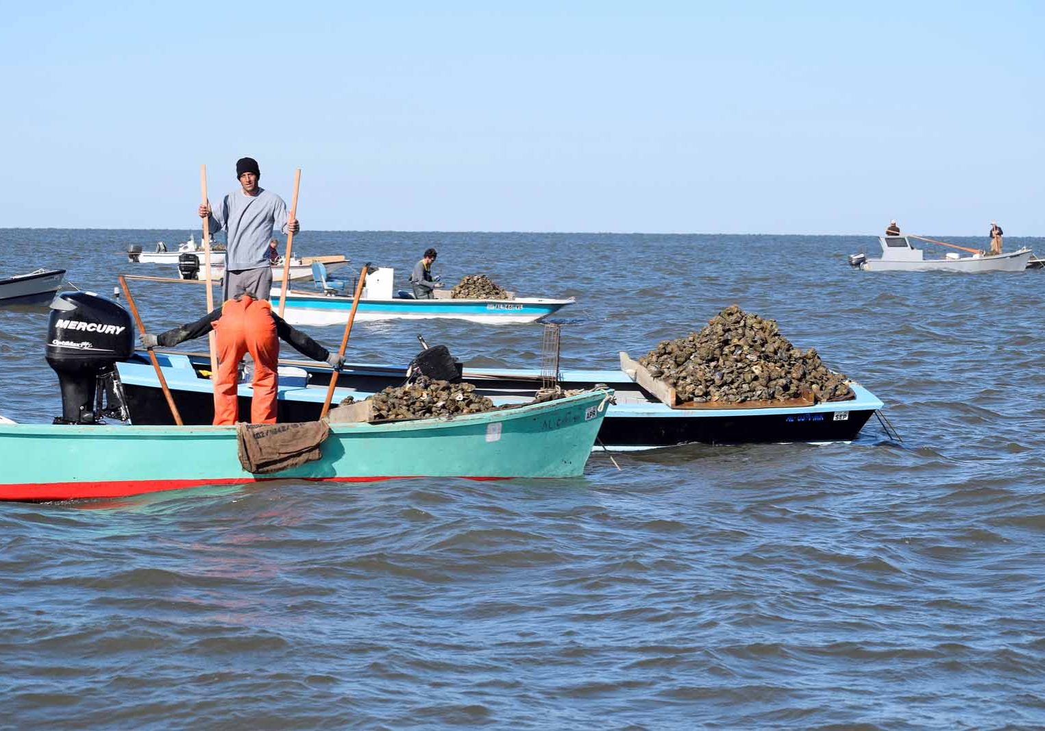 Oyster Harvest Opens October 2